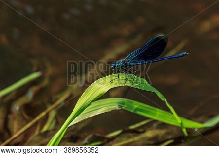 Blue Dragonfly Sitting On Green River Water Grass