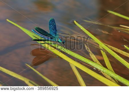 Beautiful Water Blue Insect Dragonfly On Green River Grass