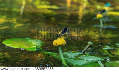Blue Dragonflys Sitting On Yellow Water Lilie, River Flower Plants And Water Bugs