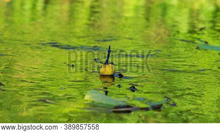 Blue Dragonflys Sitting On Yellow Water Lilie, River Flower Plants And Water Bugs