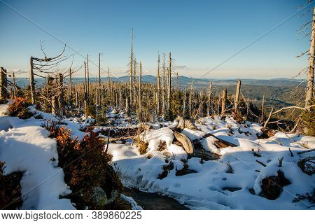 Withered Trees At The Plöckenstein (plechy) Mountain In The Bohemian Forest On The Austro-czech Bord