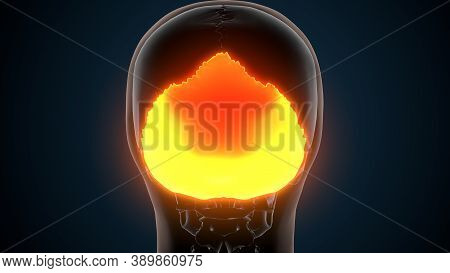3d Illustration Of Human Skeleton Skull Occipital Bone Anatomy