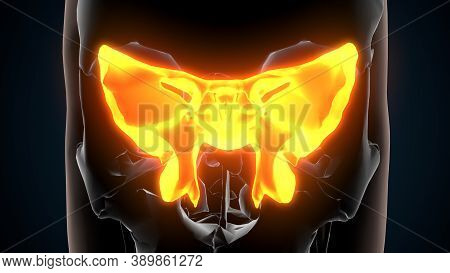 Human Skeleton Skull Maxilla Bone Anatomy. 3d Illustration