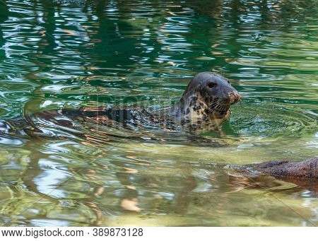 Grey Seal Swimming In Green Water Pull, Sea Dog House In Riga Zoo Garden
