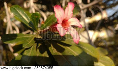 Pink White Flower Bloomed In Sunrise With Green Leaves