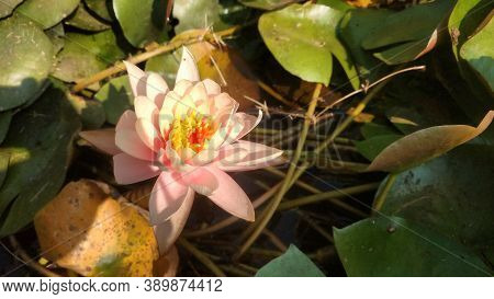 Pink Water Lotus Bloomed With Leaves Surrounding In Sunlight In A Pond