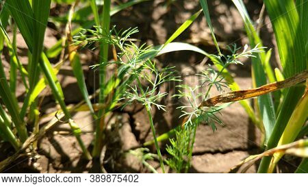 Multicrop Of Dill Leaves In Sugarcane Closeup, In Bright Sunlight