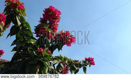 Beautiful Pink Flower With Dark Green Leaves And Blue Sky In Background