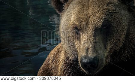 Portrait Of A Bear,brown Bear In The Water In The Lake In The River,and Looks Into The Camera Lens