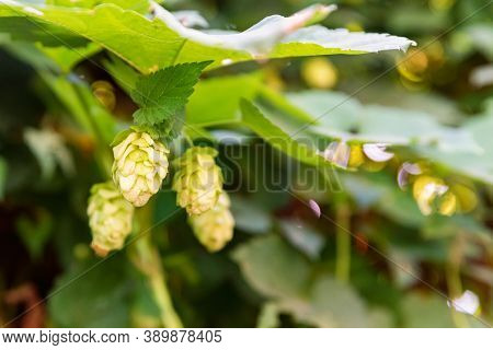 Close-up Of Hop Cones With Dew Drops On It