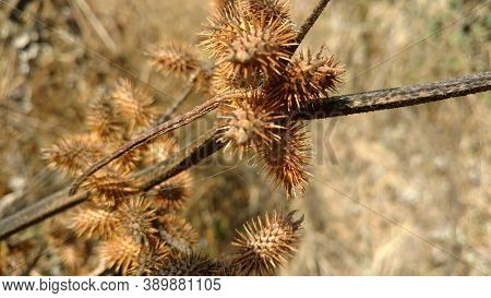 Dry Thistle Closeup In The Indian Field Of Common Beans Dry And Yellow In Daylight