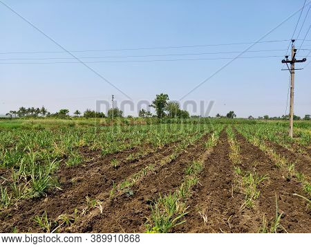 Sugarcane Field With A Electricity Pole And Blue Sky