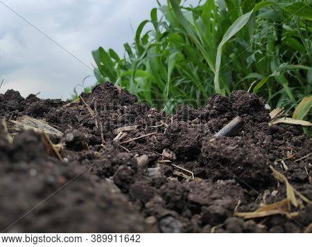 Black Sand From Indian Village Farm With Sugarcane Field Beside