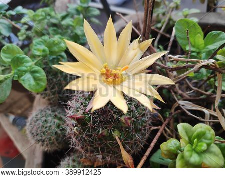 Yellow Colored Flower On A Cactus Full Bloomed Beautifully
