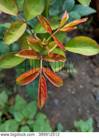 Red Green Leaves Of Rose Flower Pant Closeup