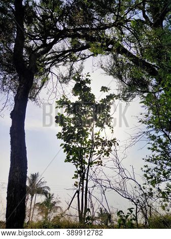 Sun Shining Through A Small Tree In Between Big Trees