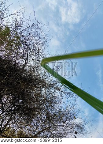 Thorny Tree Under A Blue Sky With A Sugarcane Leave
