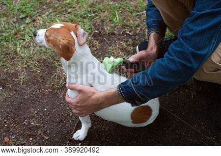 Person Combs Dog With A Metal Grooming Comb. Seasonal Molting Of Pets And Removal Of Excess Undercoa