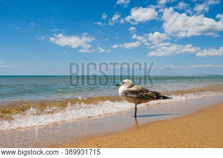 The Seagull Stands Against The Backdrop Of A Beautiful Seascape And Cloudy Sky. A Seabird Stands At 
