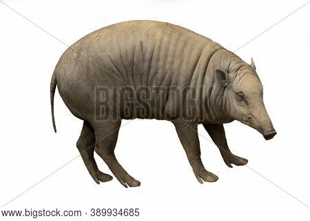 The  Babirusa (babyrousa Babyrussa) In The Zoological Garden.