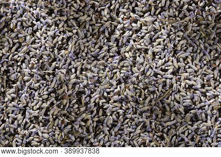 Dried Lavender Flowers - Lavandula. Top View