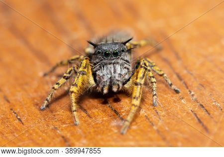 Beautiful, colorful, male Phidippus mystaceus jumping spider looking at the viewer