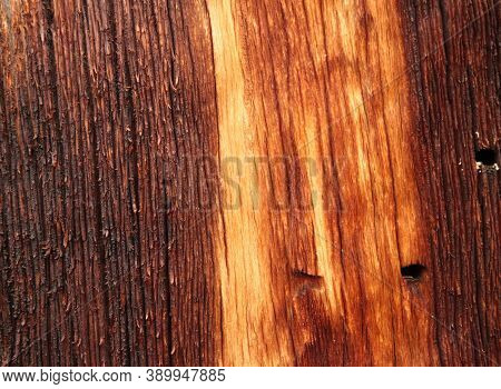 Close-up Of Whitebark Pine (pinus Albicaulis) Tree Trunk Wood Grain In Beartooth Mountains, Montana