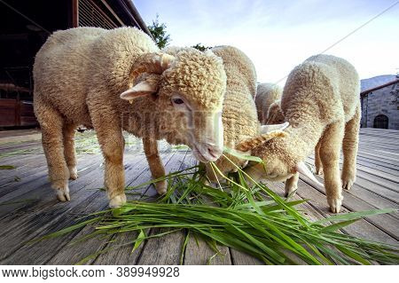 Merino Sheep Eating Ruzi Grass In Rural Farm