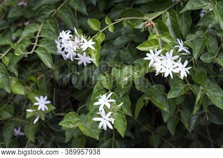 White Flower Of Jasminum Siamense Craib Bloom On Tree In The Garden.