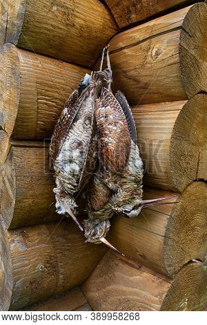 Three Downed Woodcocks Tied Together Hanging On The Wall Of A Log House