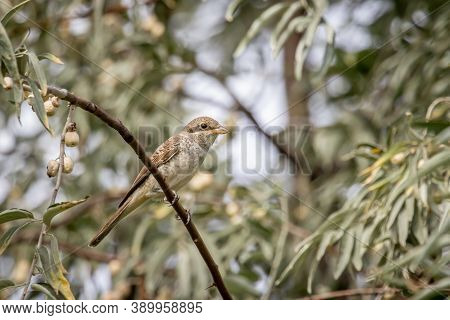 Red-backed Shrike (lanius Collurio) Sitting On A Tree At Lake Velence, Hungary