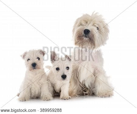 Family West Highland White Terrier In Front Of White Background