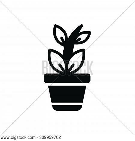 Black Solid Icon For Plant Foliage Tree Greenstuff Herb Pot Nature Home-garden Botanical