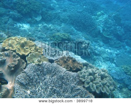 Corales