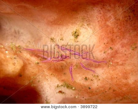 Langosta agazapada peludo