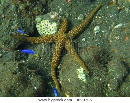 Estrellas de mar