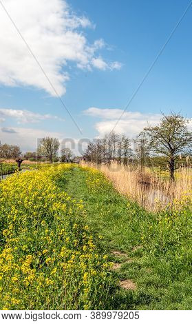 Colorful Dutch Nature Reserve In Springtime. The Sky Is Blue, Trees Are Budding And The Oilseed Rape