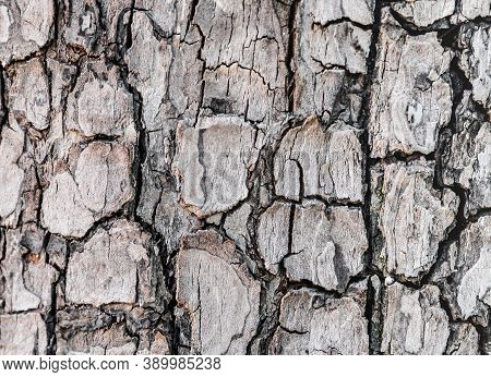 Background Texture Of Tree Bark. Skin The Bark Of A Tree That Traces Cracking. Seamless Tree Bark Ba