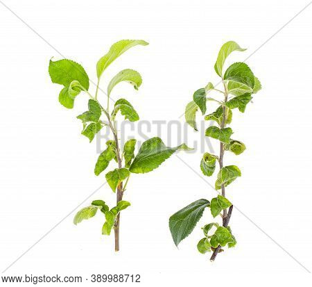 Apple Tree Twigs With Diseased Leaves. Photo