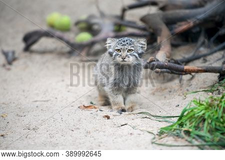 Pallas's Cat  (otocolobus Manul). Manul Is Living In The Grasslands And Montane Steppes Of Central A