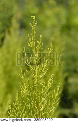 Monterey Cypress Wilma Branch - Latin Name - Cupressus Macrocarpa Wilma
