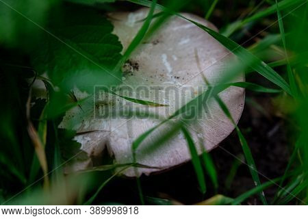 Mushroom Growing In The Gardenn 
The Mushroom Is Kept In The Grass For An Hour To The Plate
Food, Fo