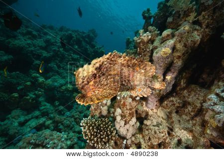 Sha'ab 주위 stonefish 마흐무드