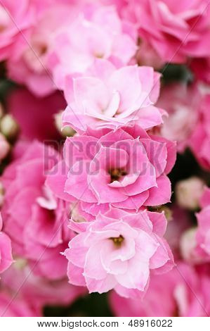 Kalanchoe Flower Blossoms