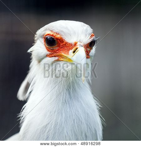 Secretarybird