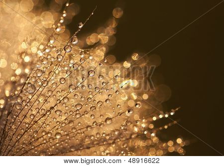 Water Drops