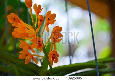 yellow orchid
