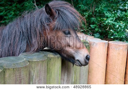 Ponies And Wooden Fence