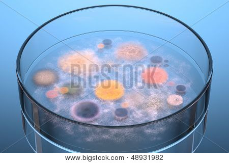 Petri Dish