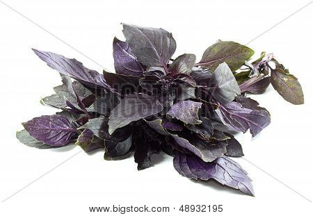 Basil